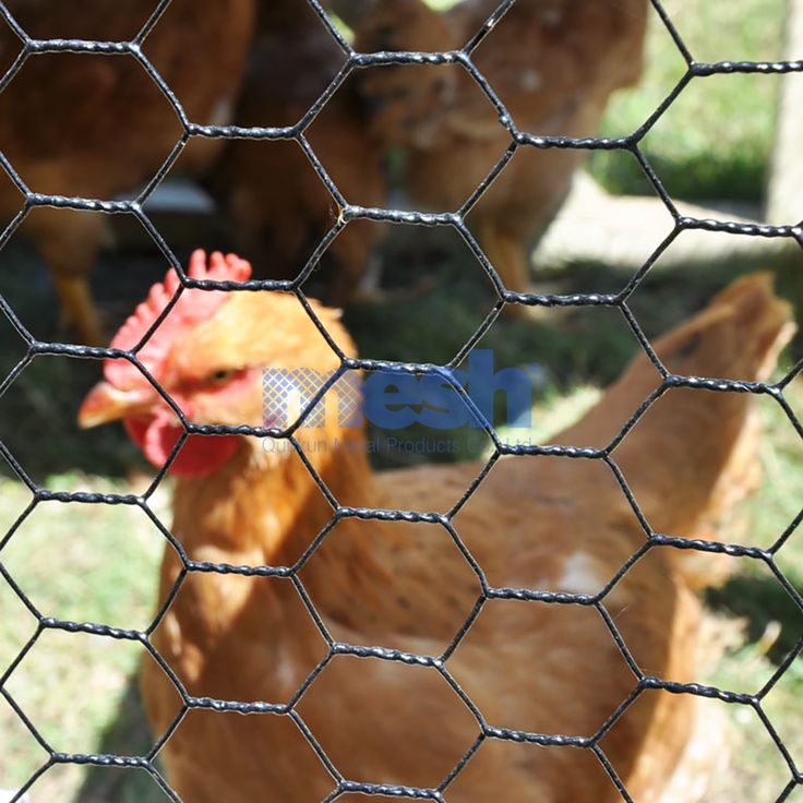 chicken wire mesh